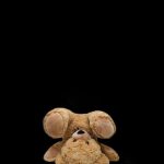 Dark teddy bear wallpaper 🧸