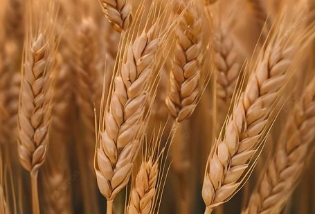 Fundo Espigas De Campo De Trigo De Close Up Dourado Papel de Parede Para Download Gratuito - Pngtree