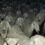 Picture This; Real Astounding Animal Pics