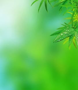 Simple Natural Green Leaf H5 Illustration Background Wallpaper Image For Free Download - Pngtree