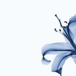 macbook blue lily flower wallpaper