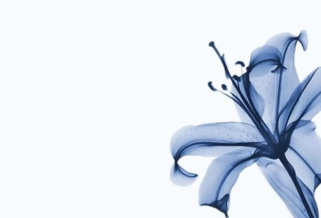 macbook blue lily flower wallpaper