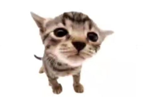 (notitle)