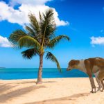 19 Best Funny Zoom Virtual Backgrounds To Use On Your Next Call