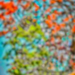 [BLUR-BACKGROUND]