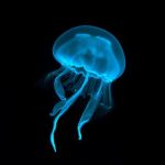 Highland Dunes Blue Transparent Jellyfish - Wrapped Canvas Graphic Art 12.0 H x 12.0 W x 1.25 D in blueCanvas | 12" H x 12" W x 1.25" D | Wayfair