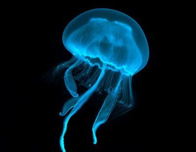 Highland Dunes Blue Transparent Jellyfish - Wrapped Canvas Graphic Art 12.0 H x 12.0 W x 1.25 D in blueCanvas | 12" H x 12" W x 1.25" D | Wayfair