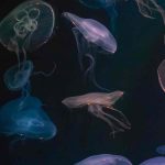 Jellyfish Ocean iPhone Wallpapers - Best Water Beach Sea Backgrounds - Home DIY