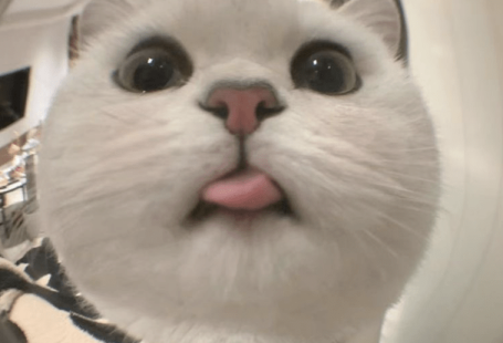 June Wrap-Up: 28 Of the Most Purrecious and Cutest Cats We Found On The Internet This Month