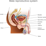 Prostate Massaging: How to Milk Your P-Spot for Explosive Orgasms