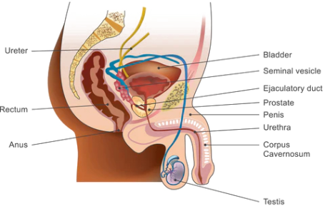 Prostate Massaging: How to Milk Your P-Spot for Explosive Orgasms