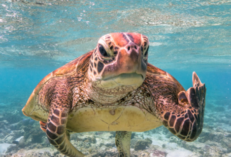 15 of the Funniest Finalists from the 2020 Comedy Wildlife Photo Awards