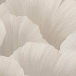 (notitle)