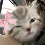 (notitle)