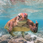 "Tidal Tales: Stories from the Seashore"